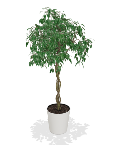 Fast Growing Trees Air Purifying House Plants Braided Benjamina Ficus Tree 15 Fast Growing Trees Air Purifying House Plants Braided Benjamina Ficus Tree
