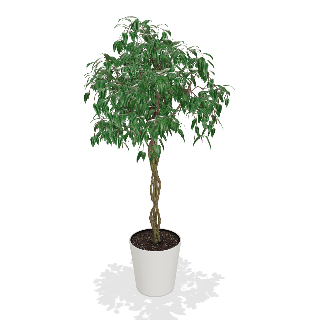 Fast Growing Trees Air Purifying House Plants Braided Benjamina Ficus Tree 5 Fast Growing Trees Air Purifying House Plants Braided Benjamina Ficus Tree