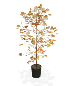 Fast Growing Trees Autumn Blaze® Red Maple Tree Maple Trees