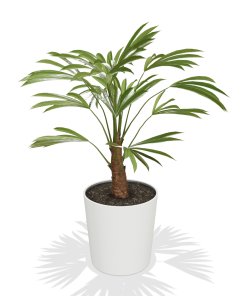 Fast Growing Trees Windmill Palm Tree 11 Fast Growing Trees Windmill Palm Tree