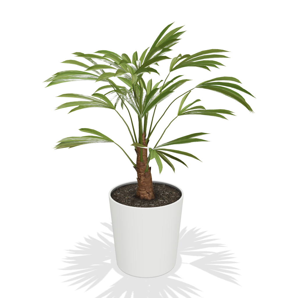 Fast Growing Trees Windmill Palm Tree 5 Fast Growing Trees Windmill Palm Tree