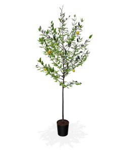 Fast Growing Trees Meyer Lemon Tree 22 Fast Growing Trees Meyer Lemon Tree