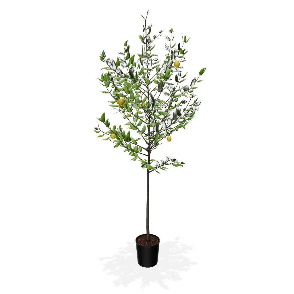 Fast Growing Trees Meyer Lemon Tree 5 Fast Growing Trees Meyer Lemon Tree