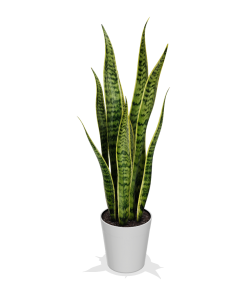Fast Growing Trees Air Purifying House Plants Snake Plant