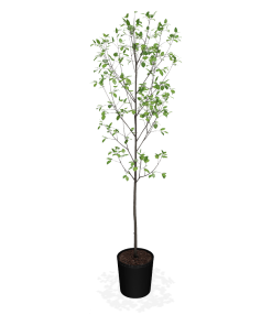 Fast Growing Trees Apple Trees Honeycrisp™ Apple Tree 8 Fast Growing Trees Apple Trees Honeycrisp™ Apple Tree