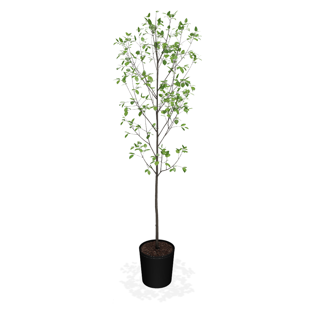 Fast Growing Trees Apple Trees Honeycrisp™ Apple Tree 4 Fast Growing Trees Apple Trees Honeycrisp™ Apple Tree