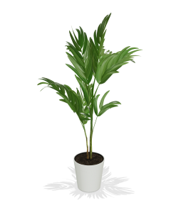 Fast Growing Trees Christmas Palm Palm Trees 29 Fast Growing Trees Christmas Palm Palm Trees