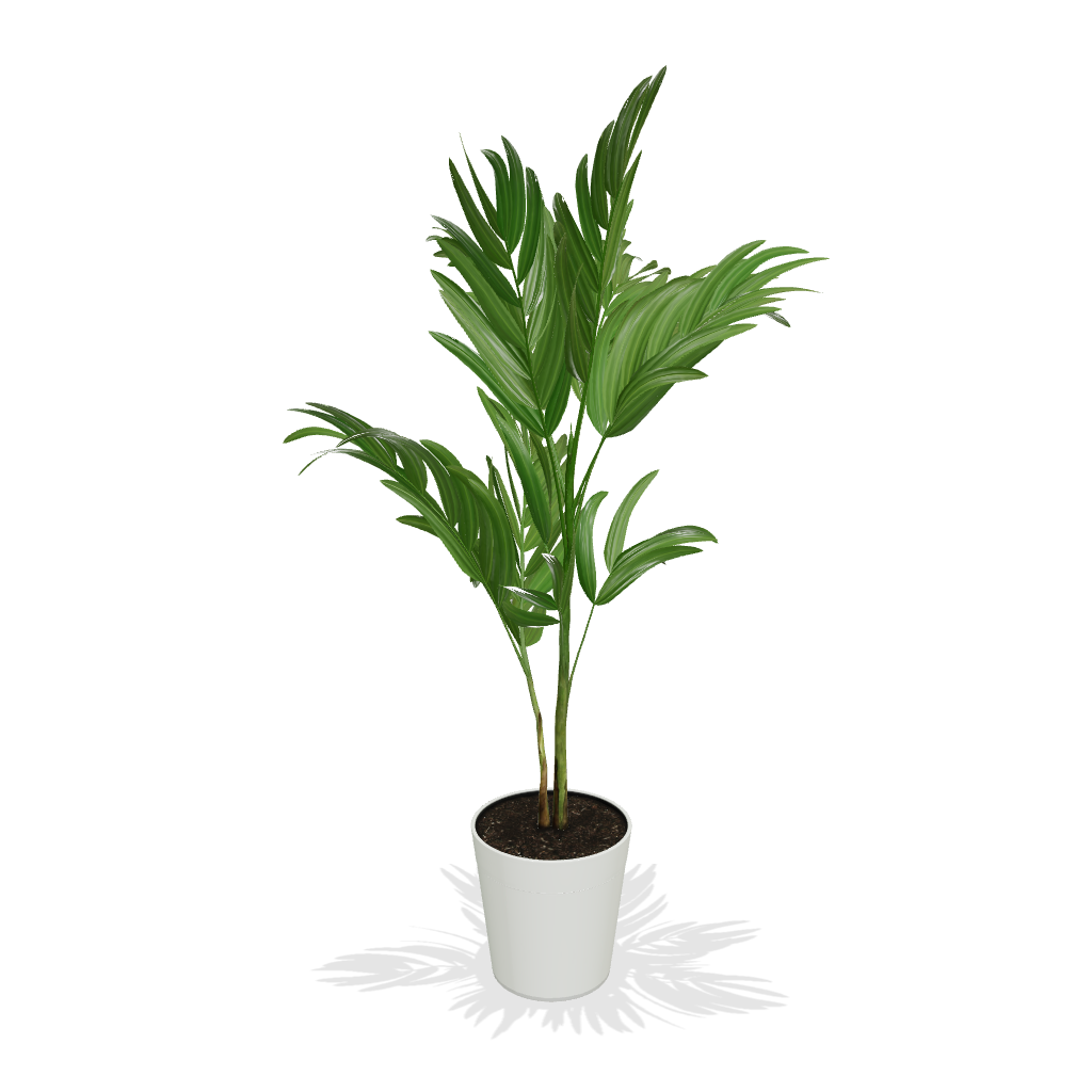 Fast Growing Trees Christmas Palm Palm Trees 16 Fast Growing Trees Christmas Palm Palm Trees