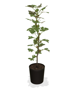 Fast Growing Trees Chicago Hardy Fig Tree 9 Fast Growing Trees Chicago Hardy Fig Tree