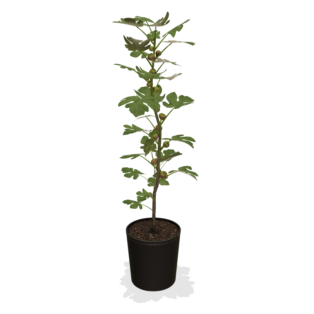 Fast Growing Trees Chicago Hardy Fig Tree 5 Fast Growing Trees Chicago Hardy Fig Tree