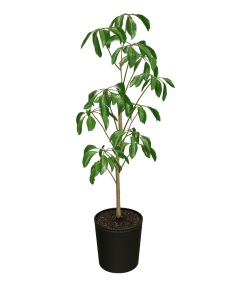 Fast Growing Trees Carefree House Plants Umbrella Tree 13 Fast Growing Trees Carefree House Plants Umbrella Tree