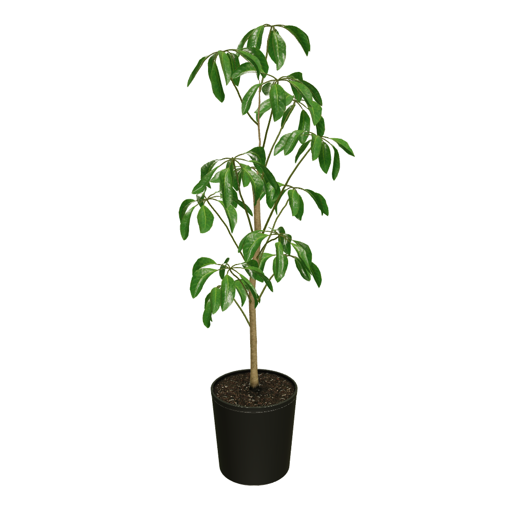 Fast Growing Trees Carefree House Plants Umbrella Tree 5 Fast Growing Trees Carefree House Plants Umbrella Tree