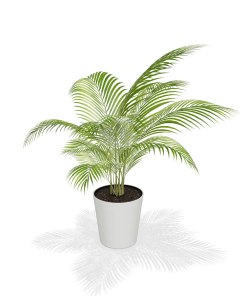 Fast Growing Trees Areca Palm Tree