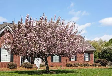 Fast Growing Trees Robinson Crabapple Tree 6 Fast Growing Trees Robinson Crabapple Tree