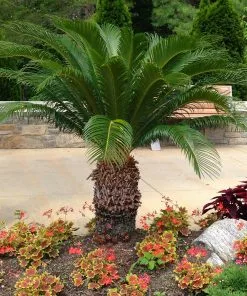 Fast Growing Trees Palm Trees Sago Palm Tree 11 Fast Growing Trees Palm Trees Sago Palm Tree