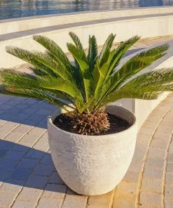Fast Growing Trees Palm Trees Sago Palm Tree 12 Fast Growing Trees Palm Trees Sago Palm Tree