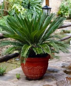 Fast Growing Trees Palm Trees Sago Palm Tree 14 Fast Growing Trees Palm Trees Sago Palm Tree