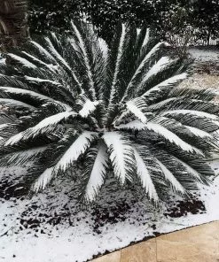 Fast Growing Trees Palm Trees Sago Palm Tree 15 Fast Growing Trees Palm Trees Sago Palm Tree