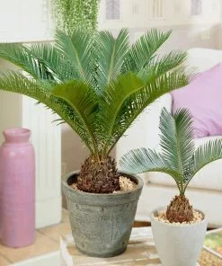 Fast Growing Trees Palm Trees Sago Palm Tree 13 Fast Growing Trees Palm Trees Sago Palm Tree