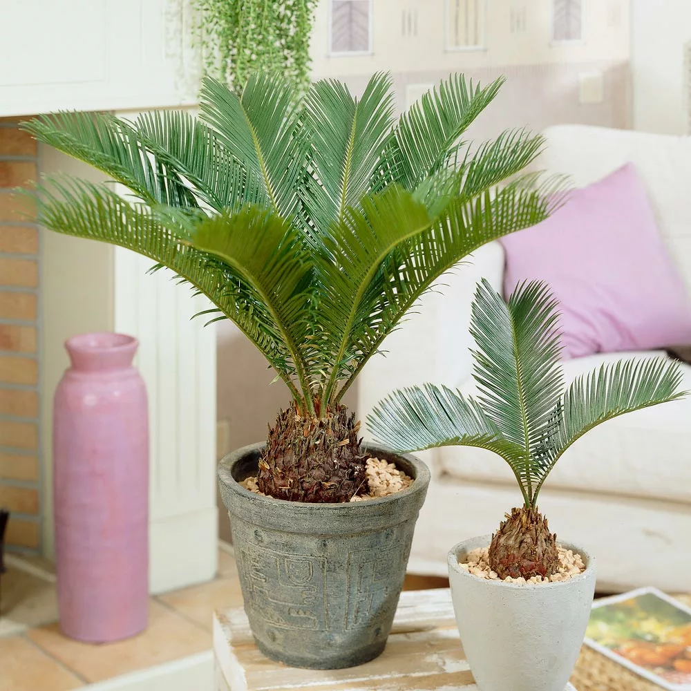 Fast Growing Trees Palm Trees Sago Palm Tree 7 Fast Growing Trees Palm Trees Sago Palm Tree