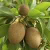 Fast Growing Trees See All Fruit Trees Sapodilla Tree 2 Fast Growing Trees See All Fruit Trees Sapodilla Tree