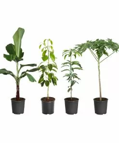 Fast Growing Trees Avocado Trees Smoothie Kit