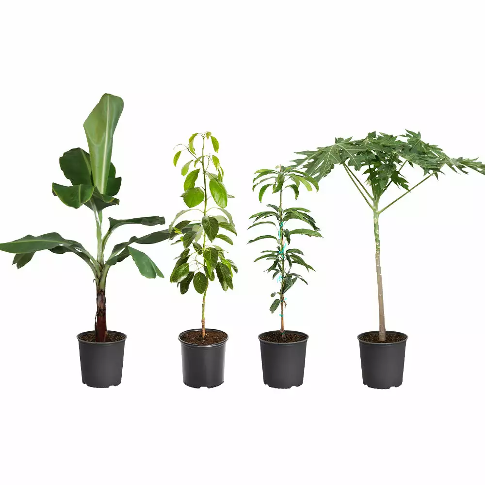 Fast Growing Trees Avocado Trees Smoothie Kit 4 Fast Growing Trees Avocado Trees Smoothie Kit