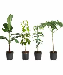 Fast Growing Trees Avocado Trees Smoothie Kit