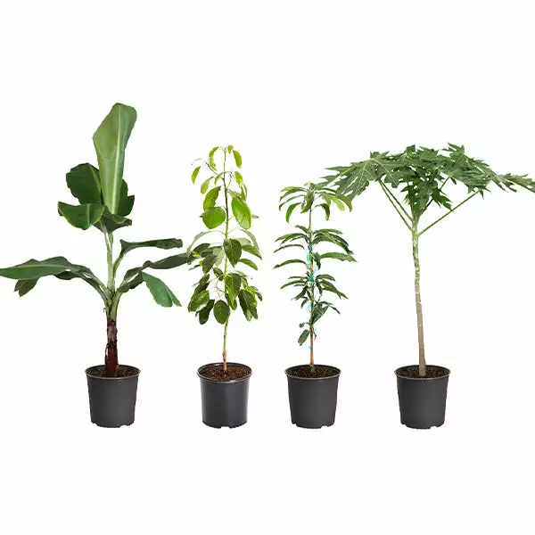 Fast Growing Trees Avocado Trees Smoothie Kit 3 Fast Growing Trees Avocado Trees Smoothie Kit