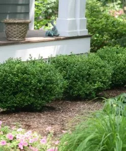 Fast Growing Trees Sprinter® Boxwood Shrub