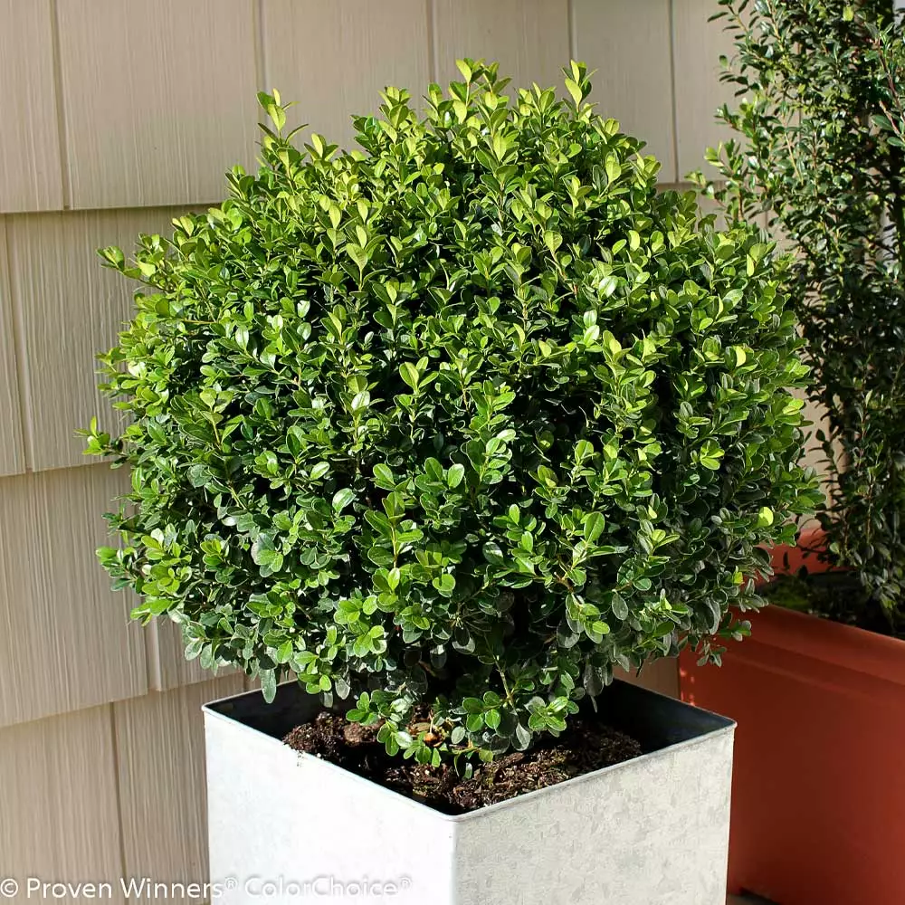 Fast Growing Trees Sprinter® Boxwood Shrub 5 Fast Growing Trees Sprinter® Boxwood Shrub