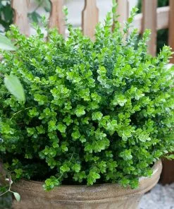 Fast Growing Trees Sprinter® Boxwood Shrub 10 Fast Growing Trees Sprinter® Boxwood Shrub