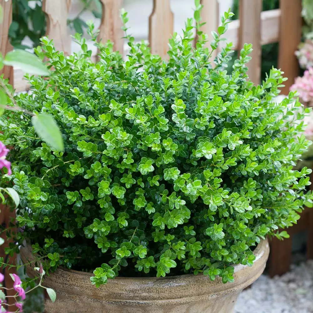 Fast Growing Trees Sprinter® Boxwood Shrub 6 Fast Growing Trees Sprinter® Boxwood Shrub