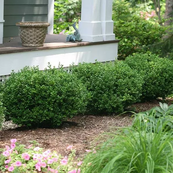 Fast Growing Trees Sprinter® Boxwood Shrub 3 Fast Growing Trees Sprinter® Boxwood Shrub