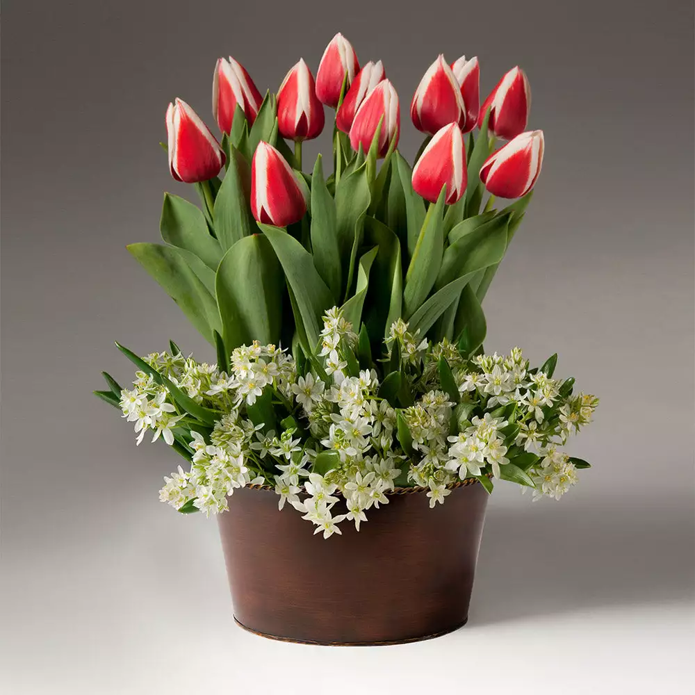 Fast Growing Trees Tabletop Bulb Gardens Red And White Tulips With Star Of Bethlehem 4 Fast Growing Trees Tabletop Bulb Gardens Red And White Tulips With Star Of Bethlehem
