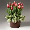 Fast Growing Trees Tabletop Bulb Gardens Red And White Tulips With Star Of Bethlehem 2 Fast Growing Trees Tabletop Bulb Gardens Red And White Tulips With Star Of Bethlehem