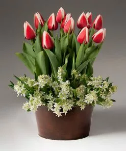 Fast Growing Trees Tabletop Bulb Gardens Red And White Tulips With Star Of Bethlehem