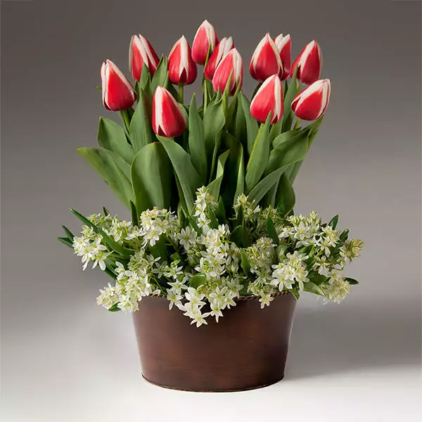Fast Growing Trees Tabletop Bulb Gardens Red And White Tulips With Star Of Bethlehem 3 Fast Growing Trees Tabletop Bulb Gardens Red And White Tulips With Star Of Bethlehem