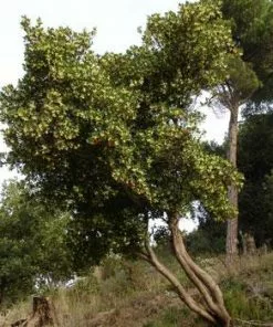 Fast Growing Trees Strawberry Tree See All Fruit Trees