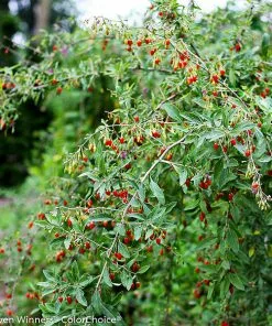 Fast Growing Trees See All Fruit Trees Sweet Lifeberry® Goji Berry