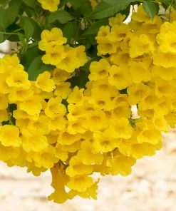 Fast Growing Trees Sundance Tecoma Deer Resistant Plants