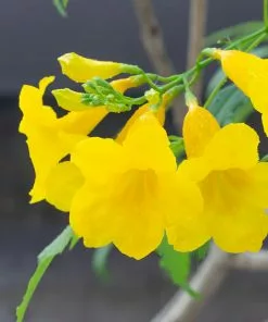 Fast Growing Trees Sundance Tecoma Deer Resistant Plants