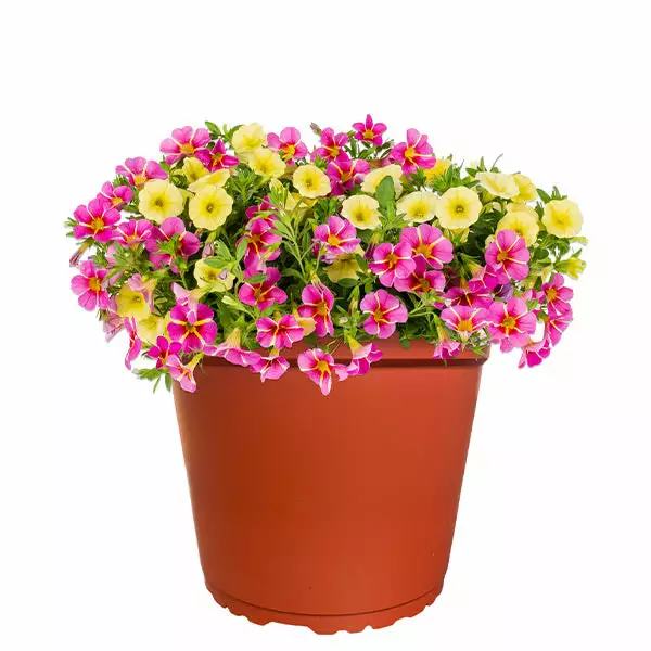 No Warranty MixMasters™ Tea Party Calibrachoa 3 No Warranty MixMasters™ Tea Party Calibrachoa