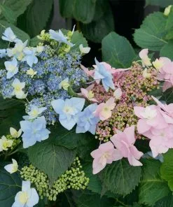 Fast Growing Trees Tuff Stuff Ah-Ha® Hydrangea Shrub