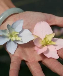 Fast Growing Trees Tuff Stuff Ah-Ha® Hydrangea Shrub 11 Fast Growing Trees Tuff Stuff Ah-Ha® Hydrangea Shrub