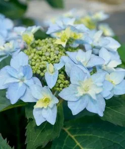 Fast Growing Trees Tuff Stuff Ah-Ha® Hydrangea Shrub 12 Fast Growing Trees Tuff Stuff Ah-Ha® Hydrangea Shrub