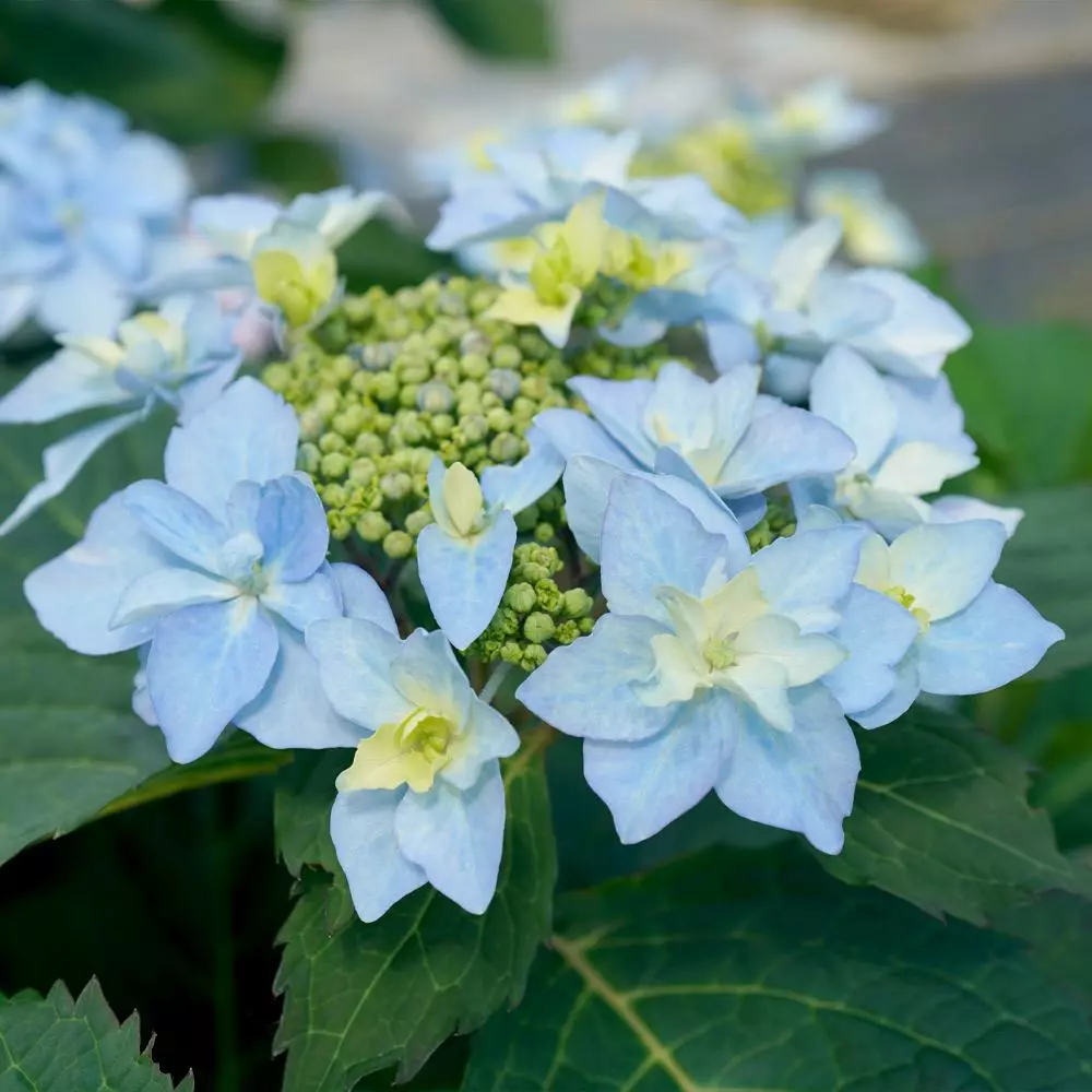 Fast Growing Trees Tuff Stuff Ah-Ha® Hydrangea Shrub 6 Fast Growing Trees Tuff Stuff Ah-Ha® Hydrangea Shrub