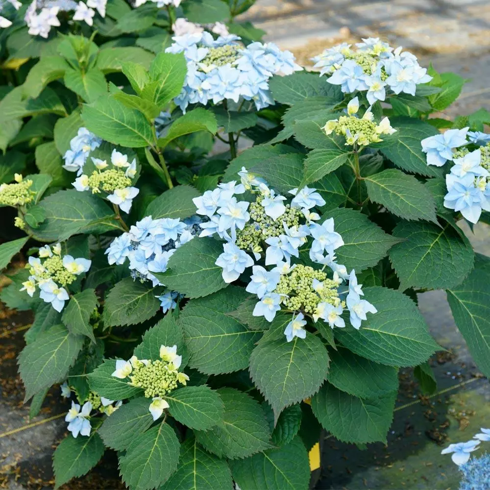 Fast Growing Trees Tuff Stuff Ah-Ha® Hydrangea Shrub 7 Fast Growing Trees Tuff Stuff Ah-Ha® Hydrangea Shrub
