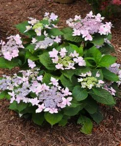 Fast Growing Trees Tuff Stuff Ah-Ha® Hydrangea Shrub 14 Fast Growing Trees Tuff Stuff Ah-Ha® Hydrangea Shrub