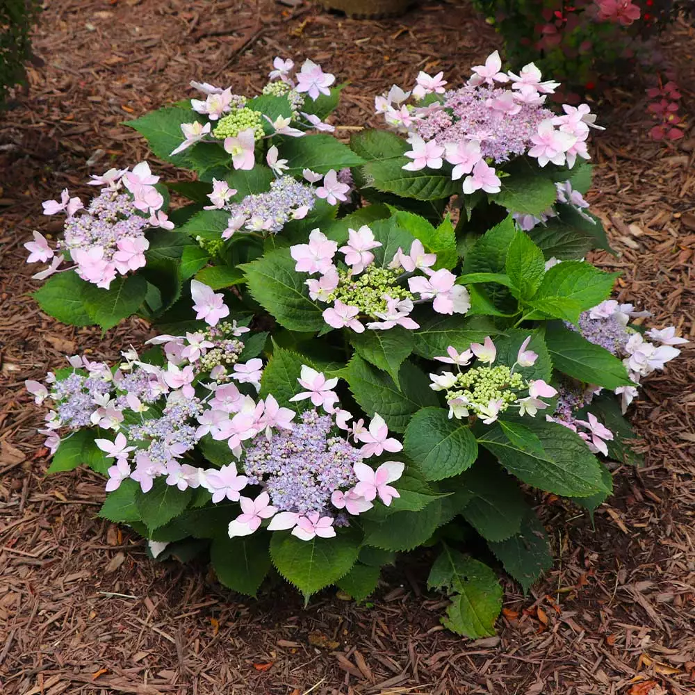 Fast Growing Trees Tuff Stuff Ah-Ha® Hydrangea Shrub 8 Fast Growing Trees Tuff Stuff Ah-Ha® Hydrangea Shrub